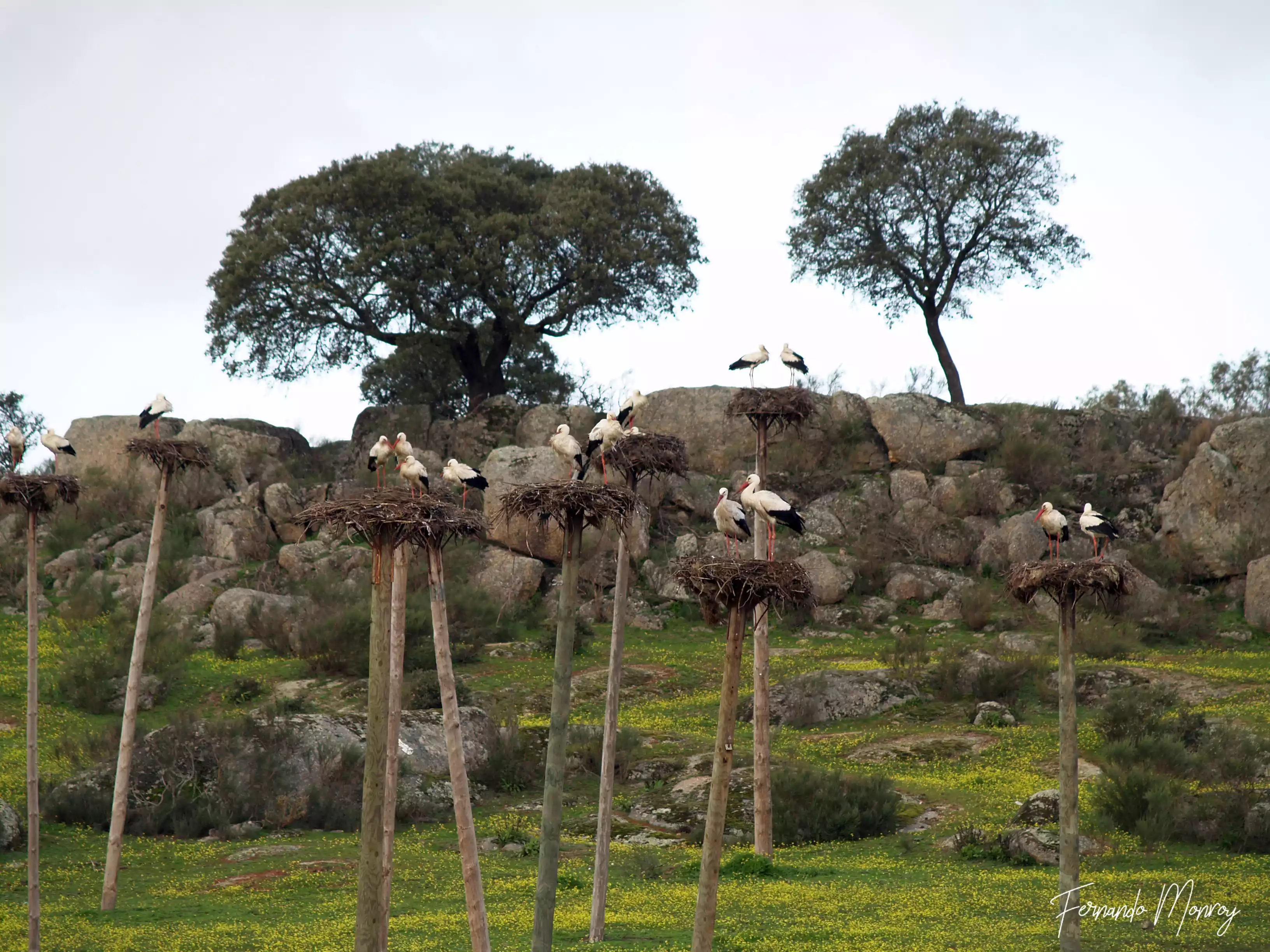 Charcas de la Cigüeñuela y de la Cigüeña