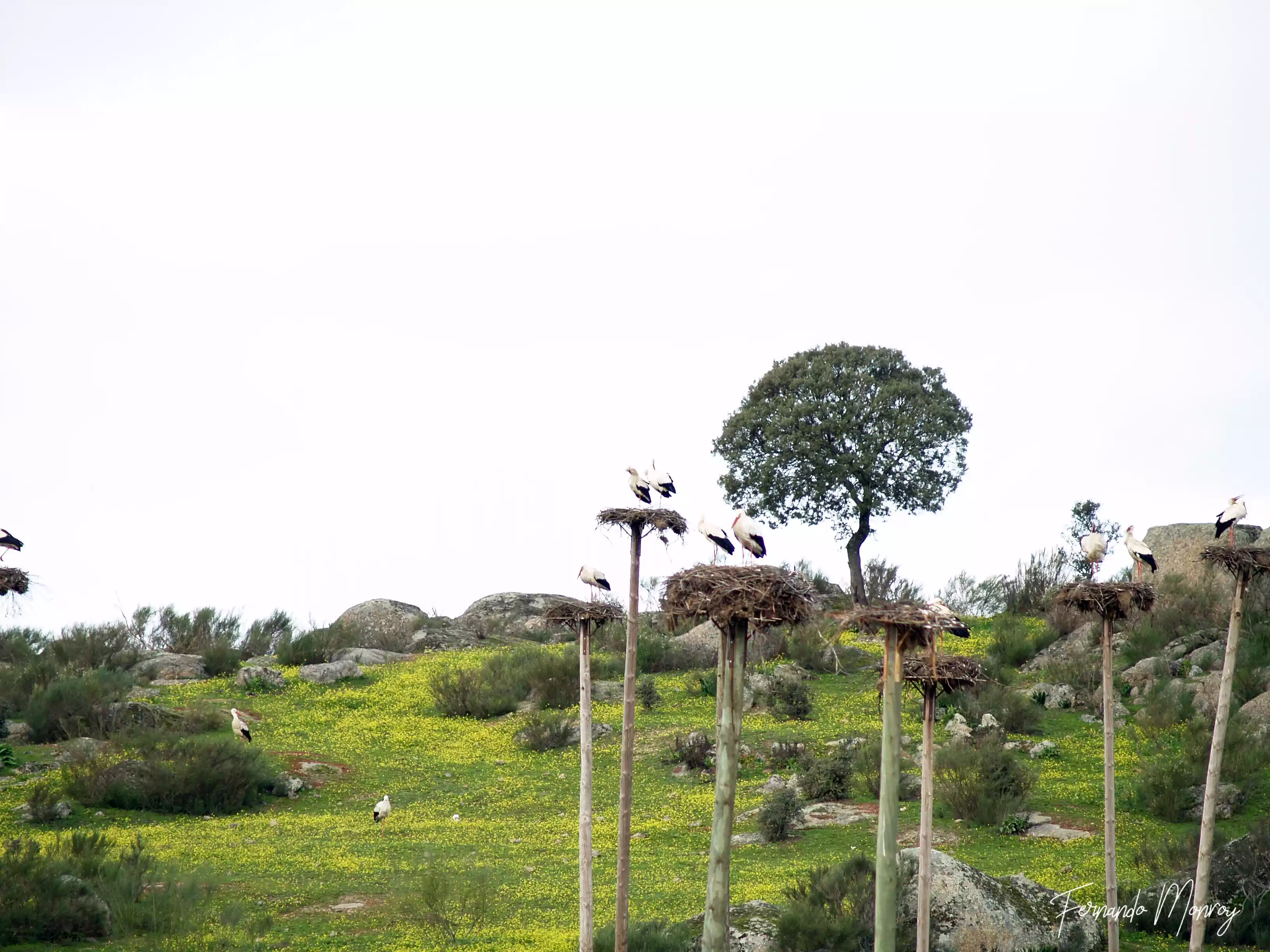 Charcas de la Cigüeñuela y de la Cigüeña
