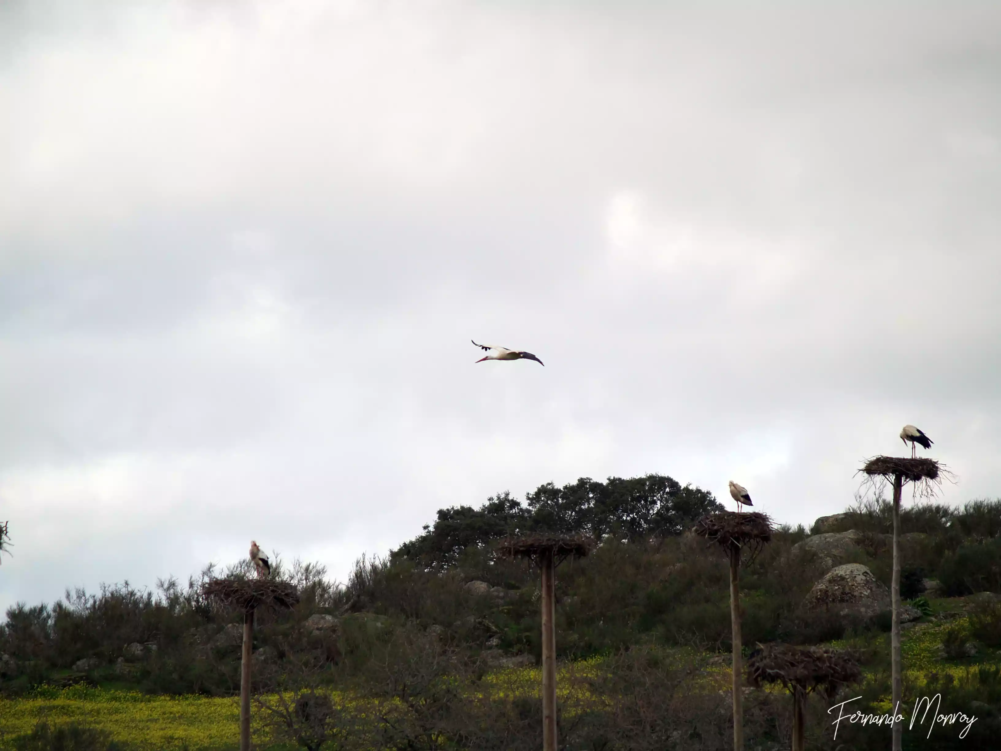 Charcas de la Cigüeñuela y de la Cigüeña