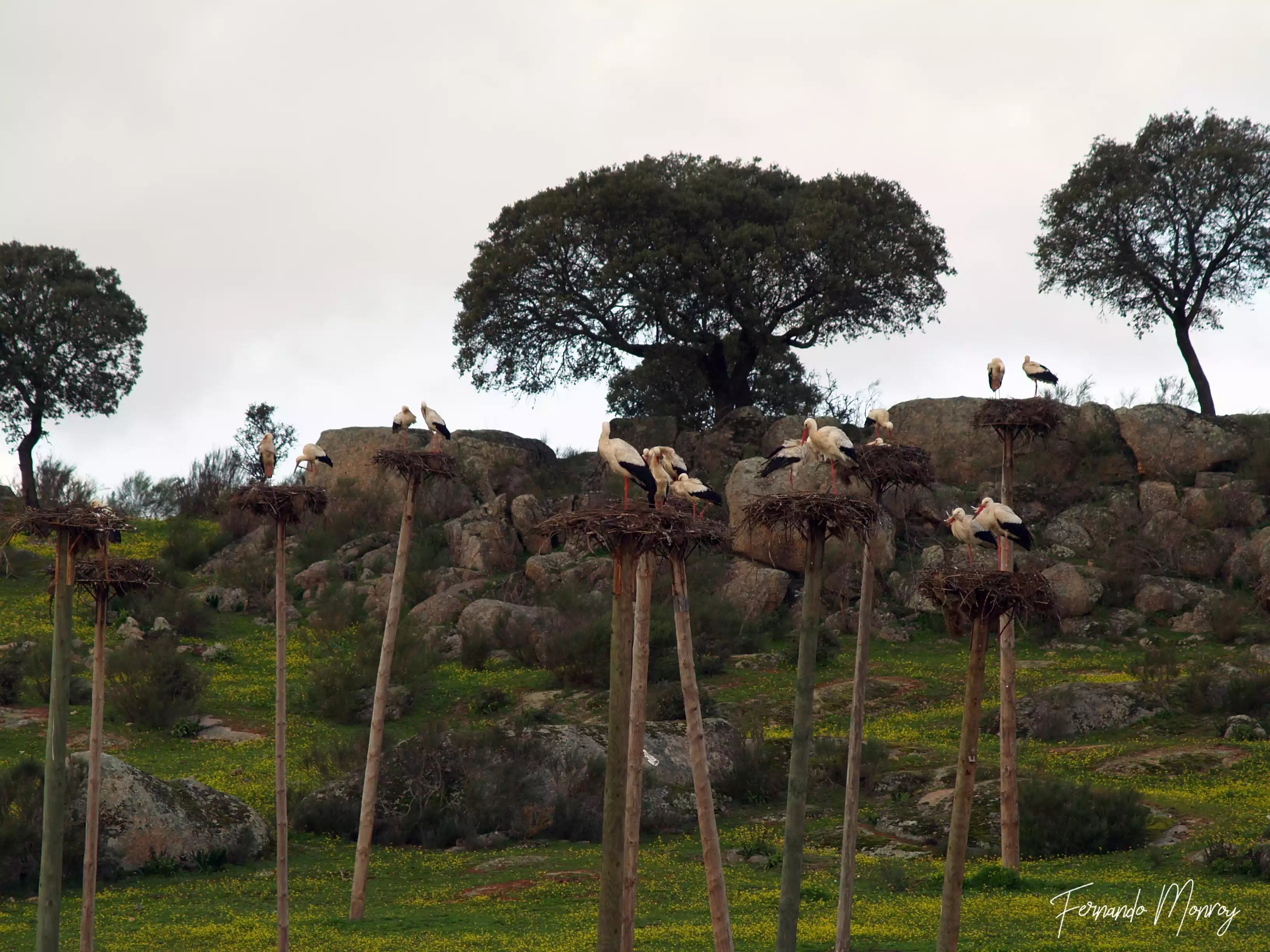 Charcas de la Cigüeñuela y de la Cigüeña