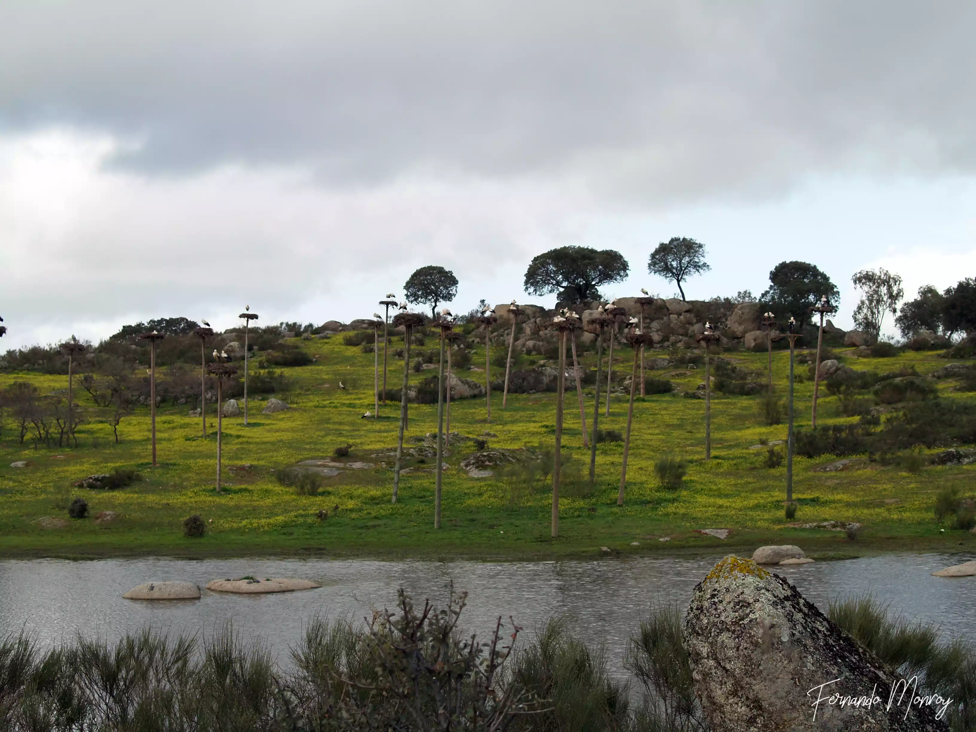 Charcas de la Cigüeñuela y de la Cigüeña