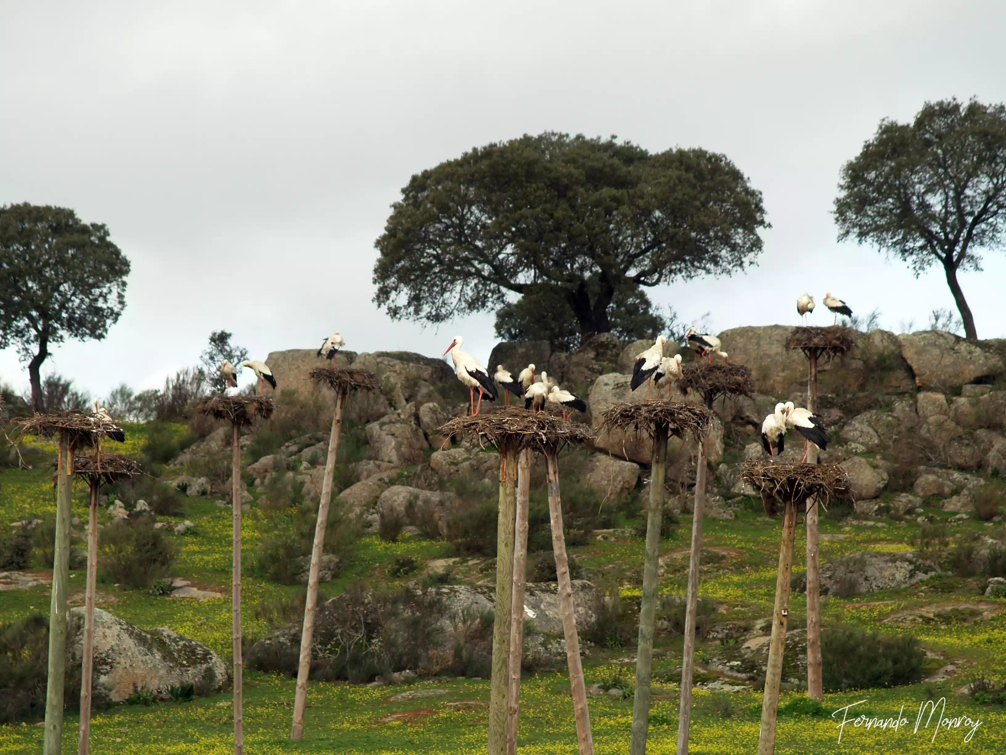 Charcas de la Cigüeñuela y de la Cigüeña