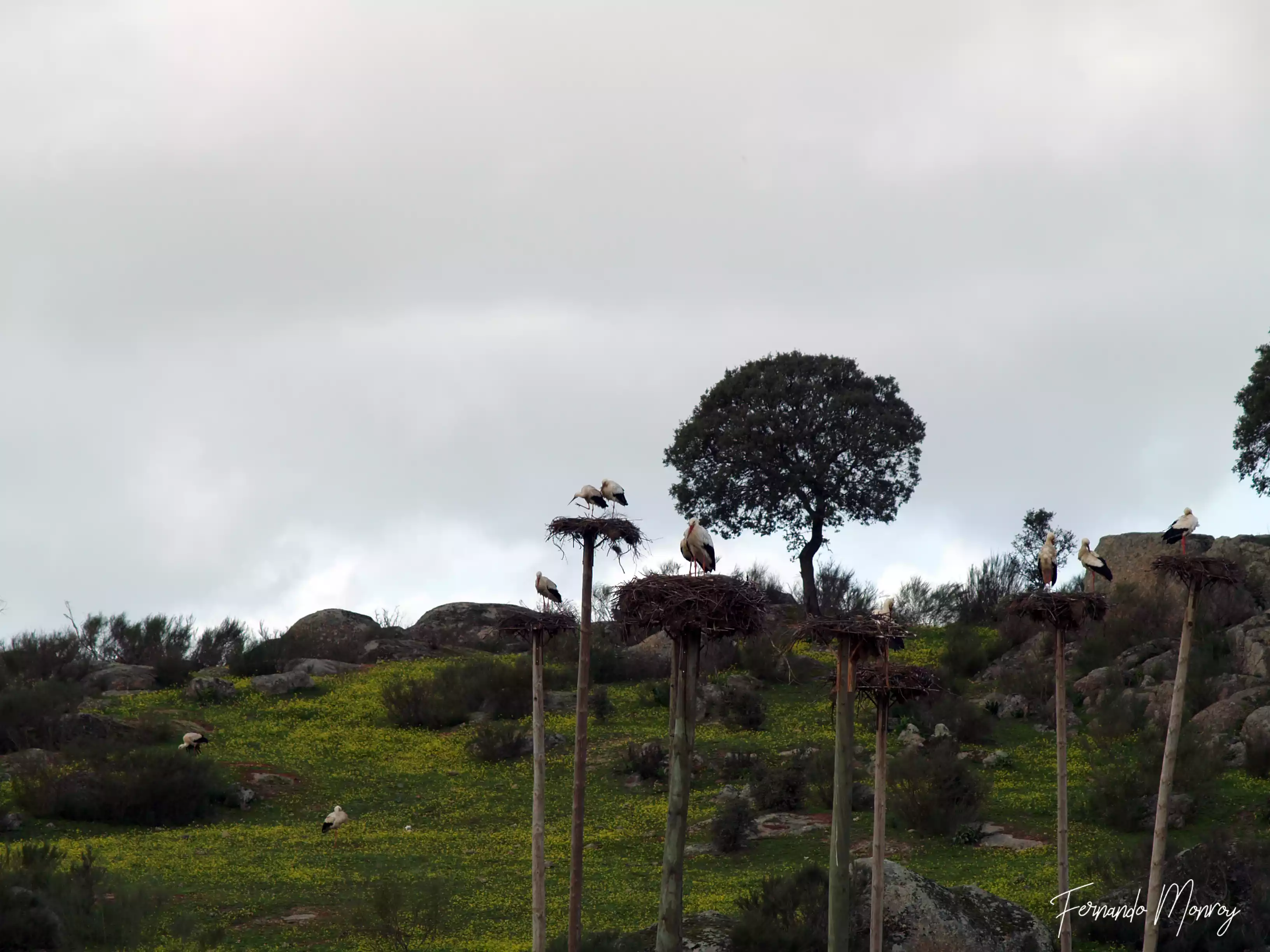 Charcas de la Cigüeñuela y de la Cigüeña