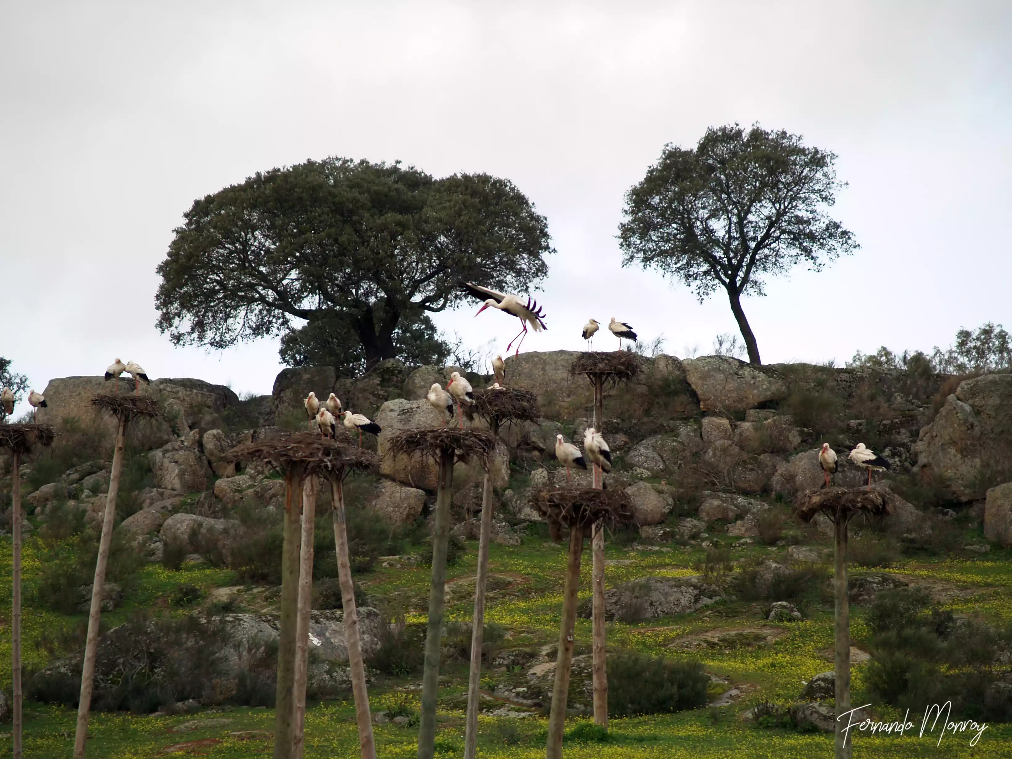 Charcas de la Cigüeñuela y de la Cigüeña