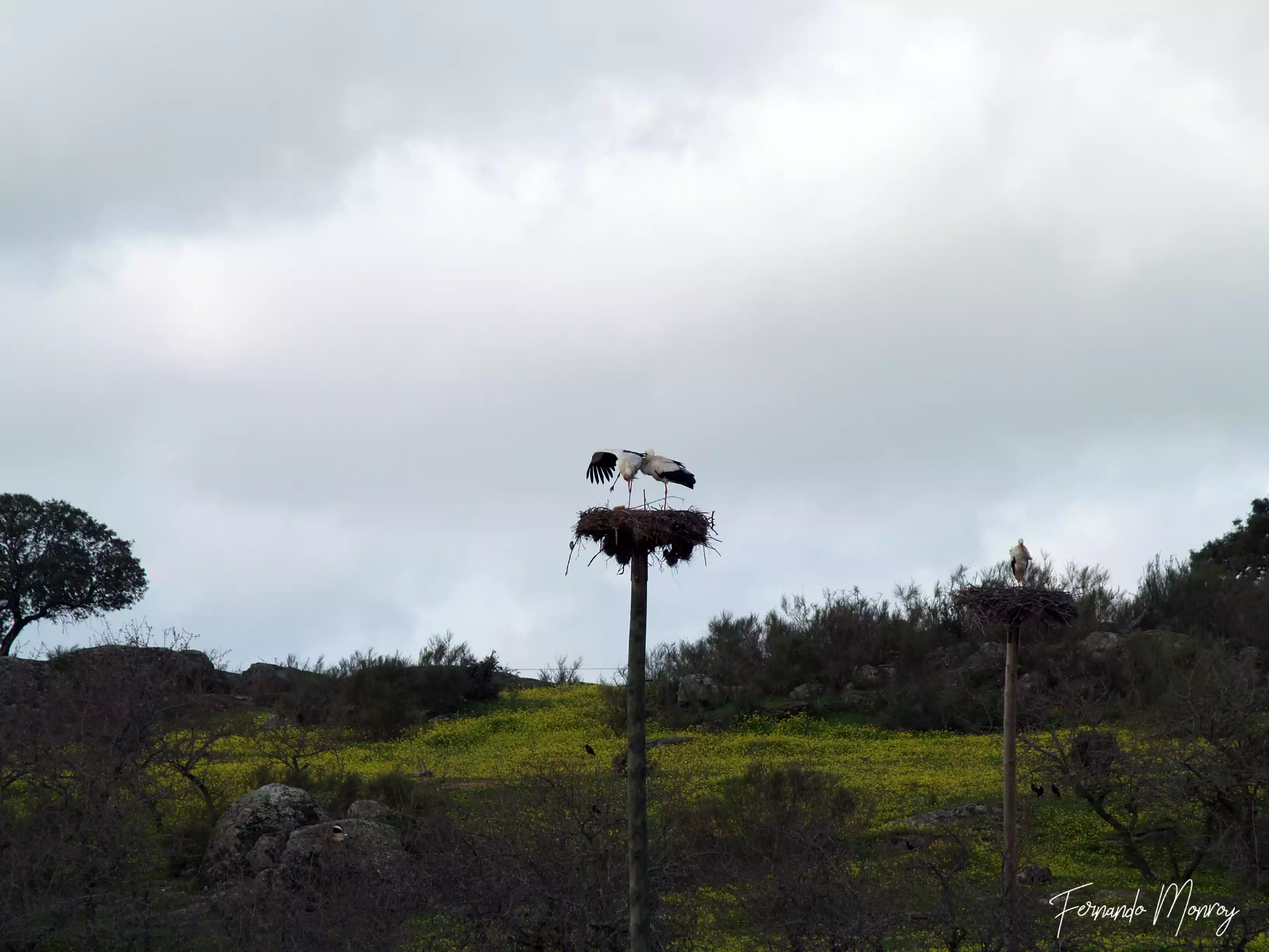 Charcas de la Cigüeñuela y de la Cigüeña