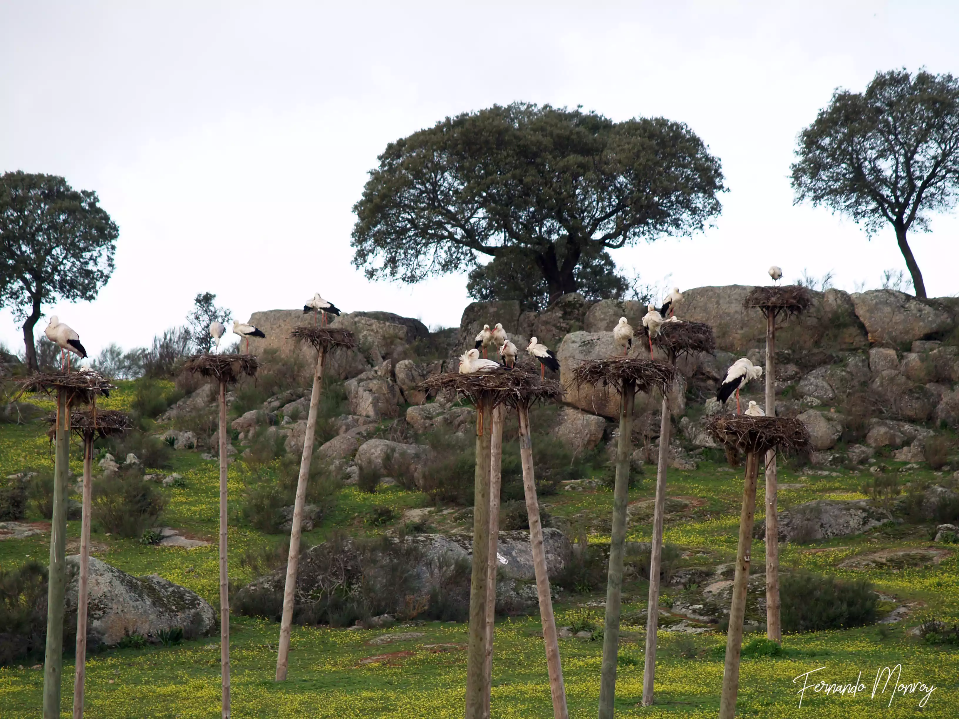 Charcas de la Cigüeñuela y de la Cigüeña