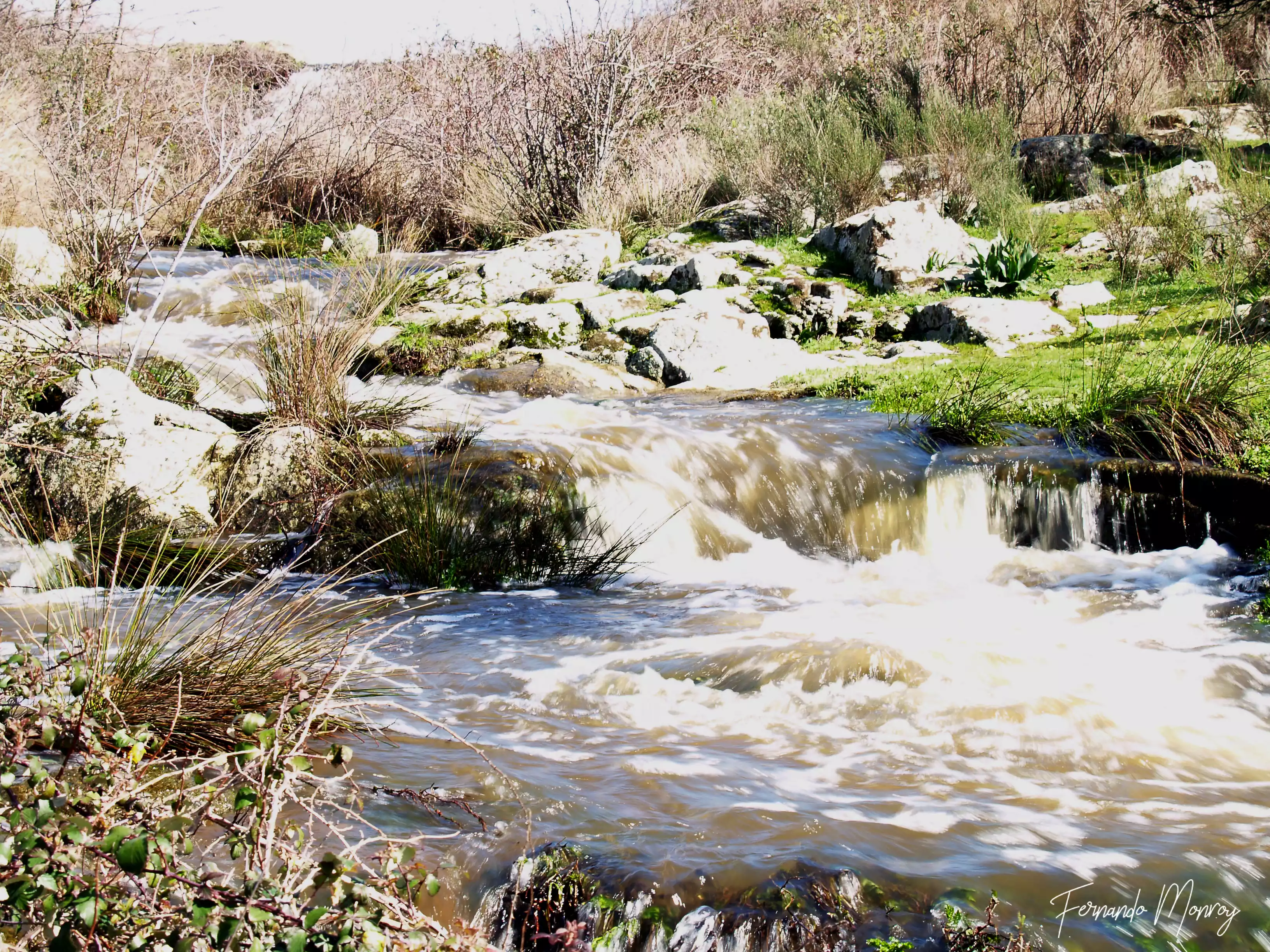 Charca de Lancho, febrero 2010